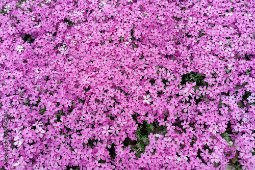 Vivid blooming pink spring flowers