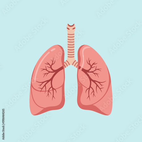 Anatomical illustration of human lungs showing the trachea, bronchi, and respiratory system lobes in a flat vector style on a light blue background for medical and healthcare use.