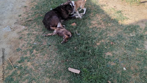 Mother dog with puppies resting and playing on grass