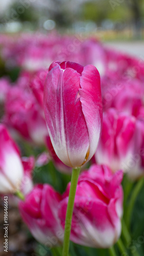 A bold magenta tulip with a clean white base stands out against a blurred field of matching blooms. Dramatic contrast and vivid color throughout