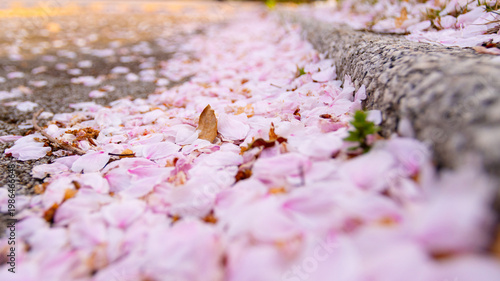 Fallen cherry blossom petals blanketing a stone-edged pavement in soft pink. A quiet moment capturing the transience of spring