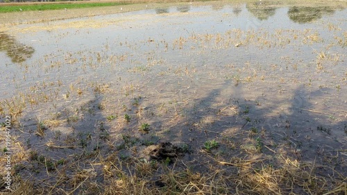 Flooded Field After Rain With Shadow Reflection agricultural