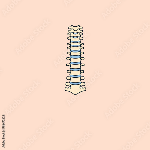 Simplified vector illustration of the human spinal column showing individual vertebrae and intervertebral discs, centered on a light peach background for medical and anatomical use.