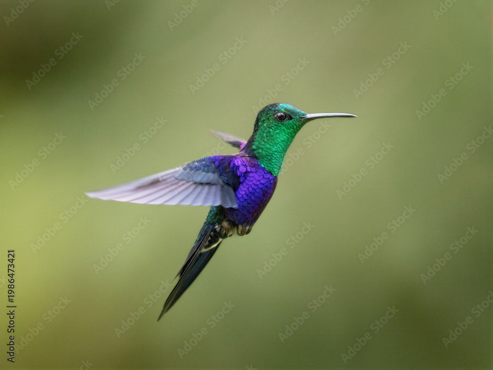 Fototapeta premium Colorful Crowned Woodnymph Hummingbird Hovering in Mid Air