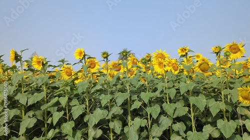 Vibrant Sunflower Field Under Blue Sky landscape Video 4k