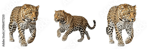 Tableau sur toile Leopard Jaguar Big Cat Wildlife Animal Set, Realistic African Predator Panthera