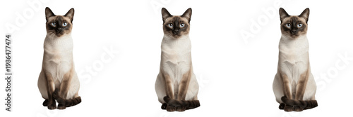 Bild auf Leinwand Siamese Cat Pet Animal Set, Realistic Seal Point Siamese Sitting Poses Isolated