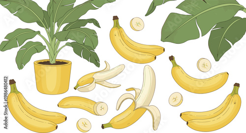 
Yellow Banana Fruit and Tropical Leaf Plant Vector Set with Peeled, Sliced, and Whole Bananas for Food and Nature Designs