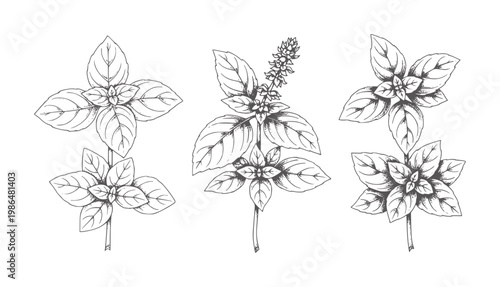 Three hand drawn basil plants with leaves and one flowering stalk herb botanical