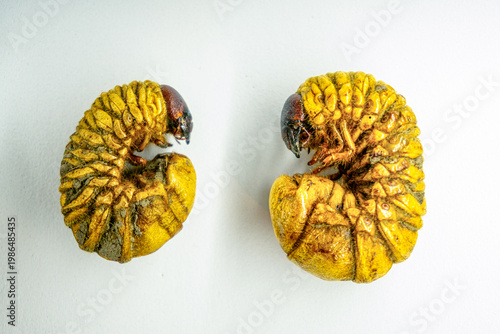 Two Amazonian Beetle Larvae Known as Mojojoy or Chontacuro on White Background - Exotic Gastronomy and Edible Insects