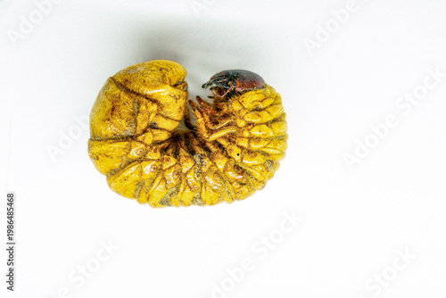 Amazonian Beetle Larva Known as Mojojoy or Chontacuro on White Background - Exotic Gastronomy and Edible Insects