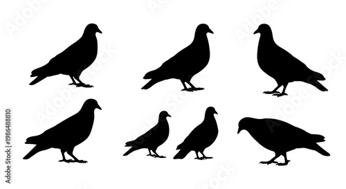 A compelling collection of diverse bird silhouettes, featuring various pigeon forms in detailed outlines, ideal for graphic design elements, wildlife themes, and avian-inspired projects