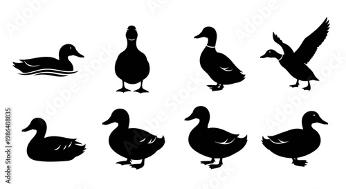 Collection of Silhouettes of Ducks in Various Poses and Movements