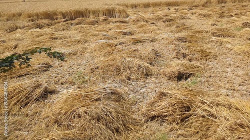Harvested Wheat Field Agriculture Video