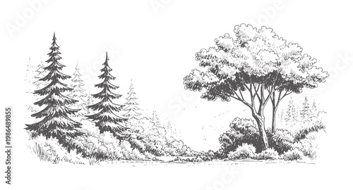 Hand drawn forest scene with evergreen and deciduous trees nature
