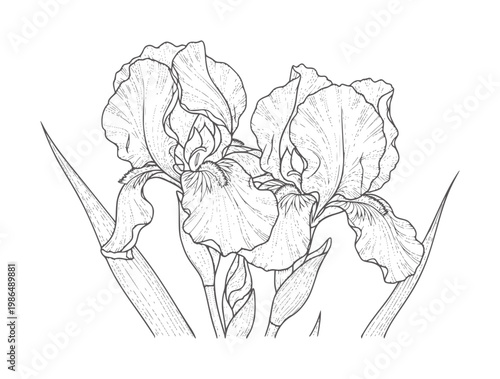Line of two blooming iris flowers with long leaves petal leaf