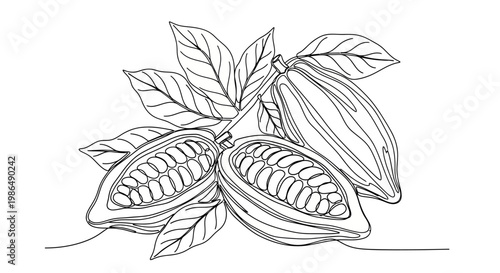 Cocoa Pods with Beans and Leaves, Hand-Drawn Outline Illustration
