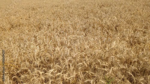 Expansive golden wheat field under sun