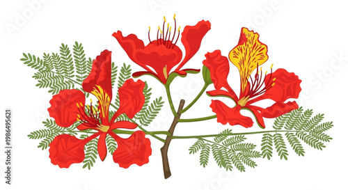 Vibrant Red Royal Poinciana Flowers Blooming Brightly for Tropical Summer Decor, Invitations, and Floral Design Projects