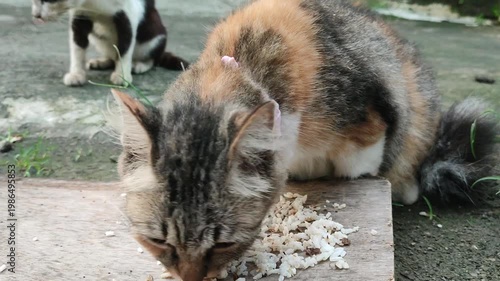 Cat eating food outdoors