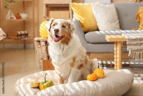 Cute Australian Shepherd do...