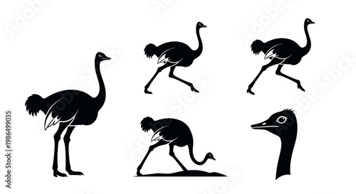 Silhouettes of Ostriches in Various Poses and Close-up of an Ostrich Head, Vector Graphics