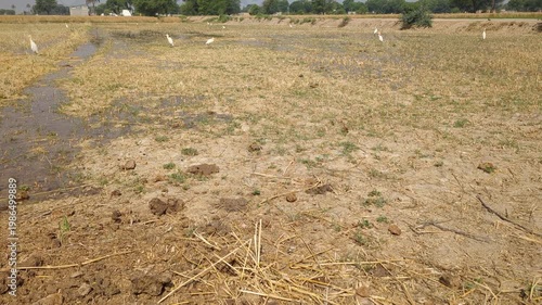 Rural Farmland with White Birds Grazing Video 4k