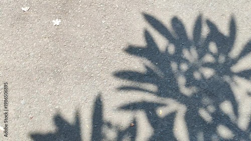 Dynamic Outdoor Texture with Leaf Shadows Creating an Ideal Abstract Background for Advertising, Broll, and Copy Space