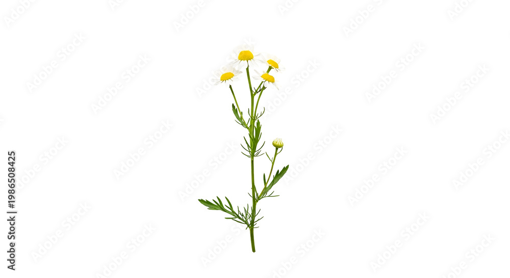 Fototapeta premium Blooming feverfew chamomile flower isolated on black background displaying white petals and vibrant yellow centers in studio shot