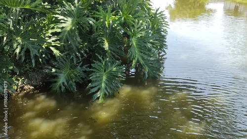 Flourishing tropical plants growing by the tranquil water's edge, offering a vibrant natural background ideal for advertising, broll, and with generous copy space for text.