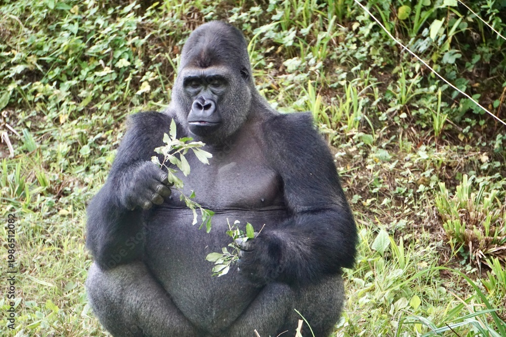 Fototapeta premium Large silverback Gorilla with expression, eating shoots and leaves, sitting upright.