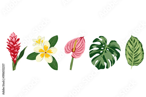 Tropical plant and flower collection featuring red ginger, frangipani, anthurium, monstera leaf, and decorative foliage. Flat vector style isolated on white background
