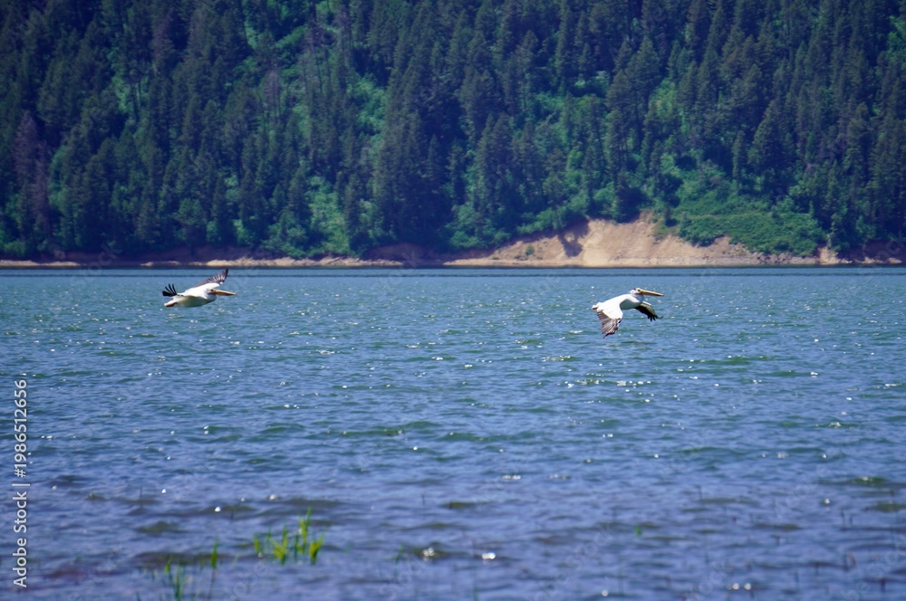 Naklejka premium Two Pelicans in flight over Palisades Lake with forest backdrop 