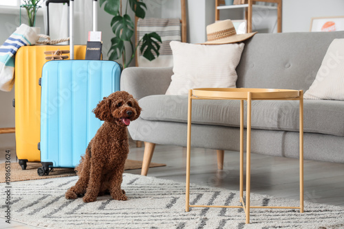 Cute Toy Poodle with suitca...