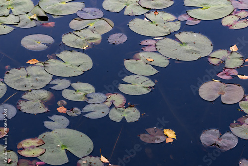 Εκτύπωση καμβά Water lily leaves floating on calm pond surface