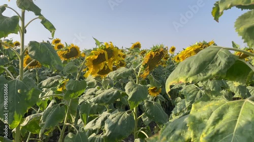 sunflower field in bloom under clear blue sky