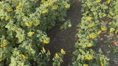 aerial drone view of sunflower field in bloom agricultural farm land