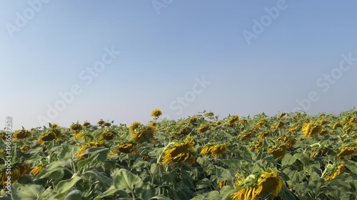 sunflower field in bloom under clear blue sky