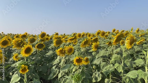 sunflower field in bloom under clear blue sky