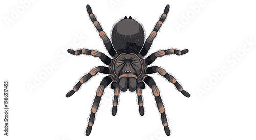Closeup of a black poisonous spider.