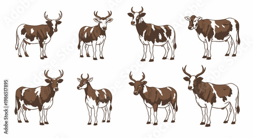 Brown and white cows standing still 10.