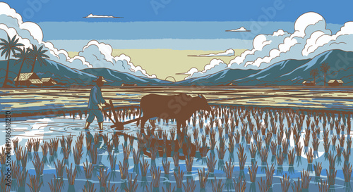 Man and ox in rice field.