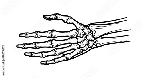 Human hand skeleton bones structure.