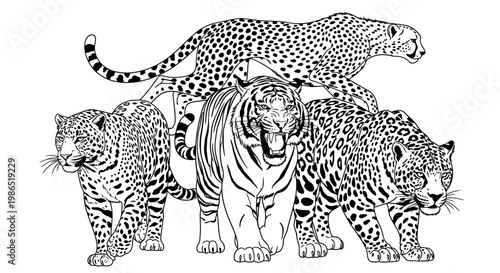 Black and white big cats together.