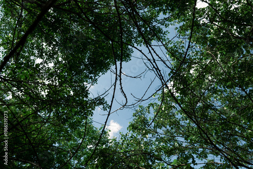 Nature
