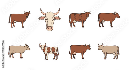 Brown and white cows and bull.