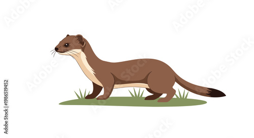 Small brown stoat also known as a short-tailed weasel is shown standing on a patch of green grass in a natural pose.