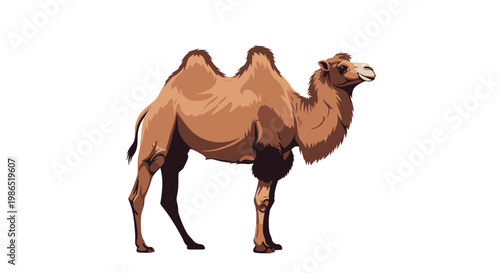 Large Bactrian camel with two humps standing in profile, rendered in a realistic vector style that highlights its fur and posture.