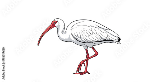 Graceful white ibis bird with long red legs and a curved bill walking on a white background, illustrated with fine detail.