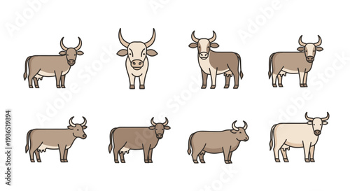 Brown and white bulls standing still.